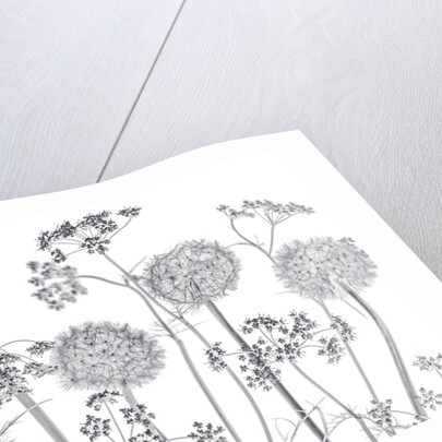 Meadow flowers by Assaf Frank